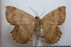 Erastria albosignata