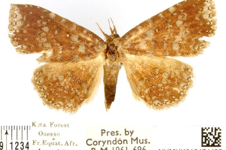 /filer/webapps/moths/media/images/L/leucocharagma_Aburina_AM_BMNH.jpg