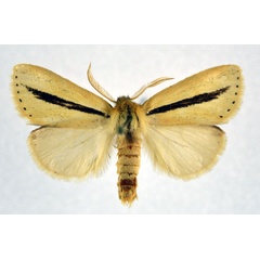 /filer/webapps/moths/media/images/S/strigata_Bisolita_AM_NHMO.jpg