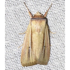 /filer/webapps/moths/media/images/P/prominens_Mythimna_A_Braun_19.jpg