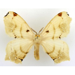 /filer/webapps/moths/media/images/B/basquini_Urojana_HT_Basquin.jpg