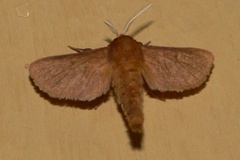 Thyretarctia didyma