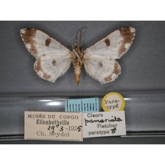 /filer/webapps/moths/media/images/P/panarista_Cleora_PT_RMCA_02.jpg