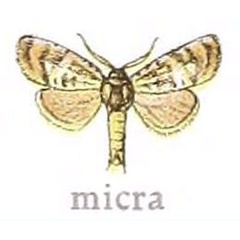 /filer/webapps/moths/media/images/M/micra_Metarbela_HT_MfN.jpg