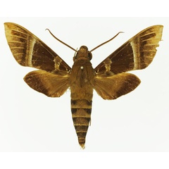 /filer/webapps/moths/media/images/C/continentis_Nephele_AM_Basquin_04.jpg