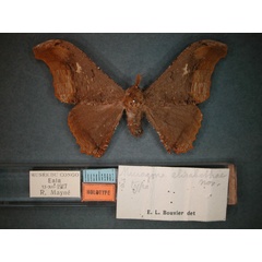 /filer/webapps/moths/media/images/E/elisabethae_Micragone_HT_RMCA_01.jpg