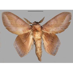 /filer/webapps/moths/media/images/A/adedapo_Sonitha_PTM_Mueller_01.jpg