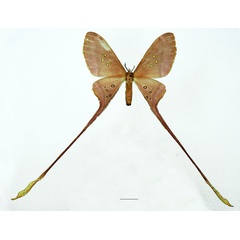 /filer/webapps/moths/media/images/A/argus_Eudaemonia_AF_Basquina.jpg