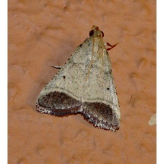 /filer/webapps/moths/media/images/O/oblunata_Sphalerosticha_A_Roland_01.jpg