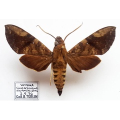 /filer/webapps/moths/media/images/M/monostigma_Nephele_AM_Turlin.jpg