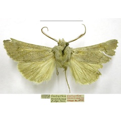 /filer/webapps/moths/media/images/M/monochroma_Centrartha_PTM_TMSA.jpg
