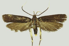 Ptilothyris ruicheensis