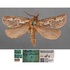 /filer/webapps/moths/media/images/B/butlerii_Gorgopis_HT_MfNa.jpg