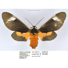 /filer/webapps/moths/media/images/I/inlenis_Casphalia_PTF_ANHRT.jpg