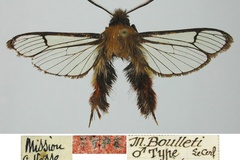 Melittia boulleti