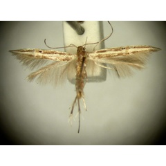 /filer/webapps/moths/media/images/M/macrobela_Labdia_HT2484_TMSA_01.jpg