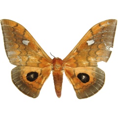 /filer/webapps/moths/media/images/C/cleopatra_Pseudobunaea_AF_MCJM.jpg