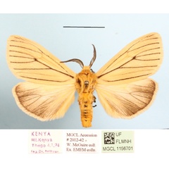 /filer/webapps/moths/media/images/T/tenuistrigata_Estigmene_AM_MGCLa_03.JPG