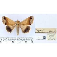 /filer/webapps/moths/media/images/H/hopei_Ophiusa_AM_BMNH.jpg