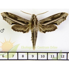 /filer/webapps/moths/media/images/I/imitans_Centroctena_AM_SMCR.jpg