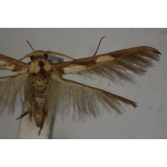 /filer/webapps/moths/media/images/G/glyceropa_Stathmopoda_HT_BMNH.jpg