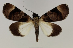 Audea bipunctata