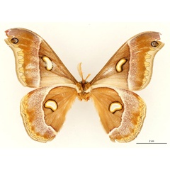 /filer/webapps/moths/media/images/O/oberprieleri_Epiphora_HT_RBINS_02.jpg