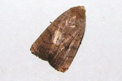 Athetis pectinatissima