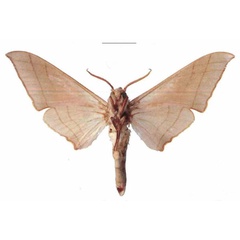 /filer/webapps/moths/media/images/M/molitor_Pseudoclanis_AM_EMEM_01b.jpg