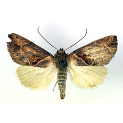 /filer/webapps/moths/media/images/C/convergens_Westermannia_A_RMCA.jpg