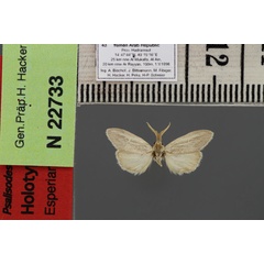 /filer/webapps/moths/media/images/A/arabica-Psalisodes-Ye_male_HT.JPG