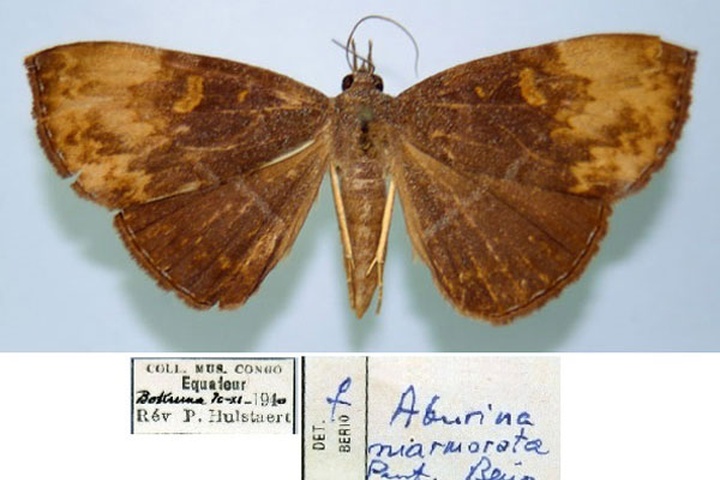 /filer/webapps/moths/media/images/M/marmorata_Aburina_PT_MSNM.jpg