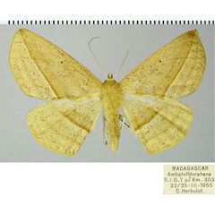 /filer/webapps/moths/media/images/S/severa_Psilocerea_AF_ZSM.jpg