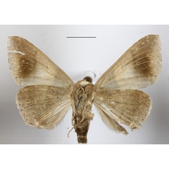 /filer/webapps/moths/media/images/E/echo_Achaea_A_MGCLb_01.JPG