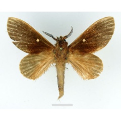 /filer/webapps/moths/media/images/C/carnegiei_Pachymetana_AM_Basquin_02.jpg