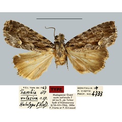 /filer/webapps/moths/media/images/V/volasira_Iambia_HT_MNHN.jpg