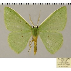 /filer/webapps/moths/media/images/P/perileuca_Blechroneromia_AM_ZSMa.jpg