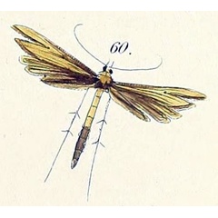 /filer/webapps/moths/media/images/S/sabius_Mimaeseoptilus_HT_Felder_1875_140-60.jpg