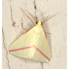 /filer/webapps/moths/media/images/S/sacraria_Rhodometra_M_Heyns_03.jpg