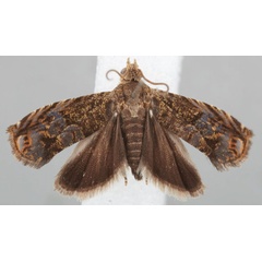 /filer/webapps/moths/media/images/P/pancoviana_Eucosmocydia_PTF_NMK.jpg