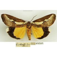 /filer/webapps/moths/media/images/N/neumanni_Eligma_AM_NHMUK.jpg