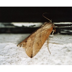 /filer/webapps/moths/media/images/L/longivalvis_Arcyophora_A_Roland_01.jpg
