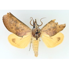 /filer/webapps/moths/media/images/A/avimolestum_Hemiceratoides_AM_TMSA_03.jpg