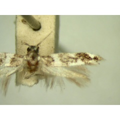 /filer/webapps/moths/media/images/P/peraeota_Macrobathra_HT2473_TMSA_02.jpg