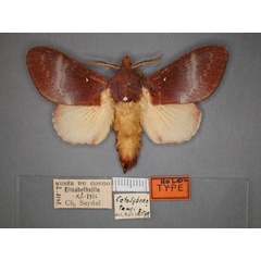 /filer/webapps/moths/media/images/T/tamsi_Catalebeda_HT_RMCA_01.jpg