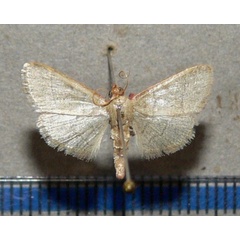 /filer/webapps/moths/media/images/N/nostralis_Hypsopygia_A_Goff_02.jpg