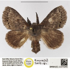/filer/webapps/moths/media/images/N/ndoumoi_Haplopacha_PTF_NHMUK.jpg