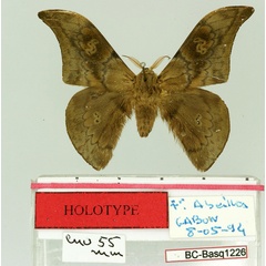 /filer/webapps/moths/media/images/A/apium_Orthogonioptilum_HT_Basquin.jpg