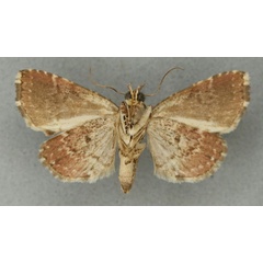 /filer/webapps/moths/media/images/V/violascens_Eriopus_HT_NHMUKb.jpg