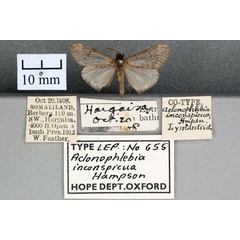 /filer/webapps/moths/media/images/I/inconspicua_Aclonophlebia_ST_OUMNH_01.jpg